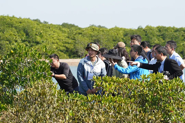 儋州新盈紅樹(shù)林國家濕地公園